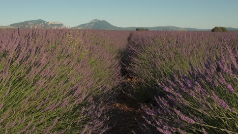 lavender field flowers close up in valensole provence