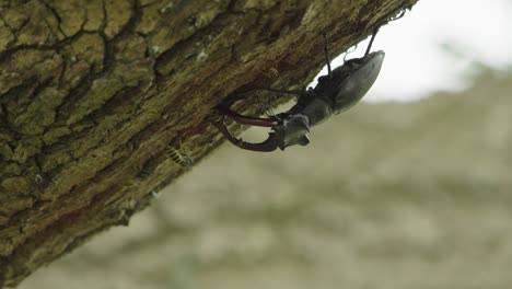 Umgedrehter-Männlicher-Hirschkäfer,-Der-Sich-An-Baumrinde-Festklammert,-Begleitet-Von-Einigen-Bienen