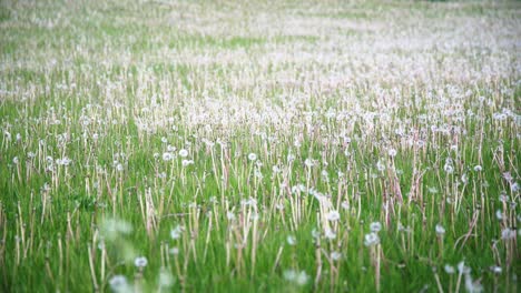 dandelion field with shallow focus late afternoon 4k