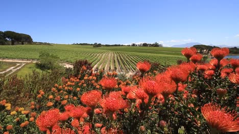 Flores-Entre-Las-Vides-En-El-Viñedo