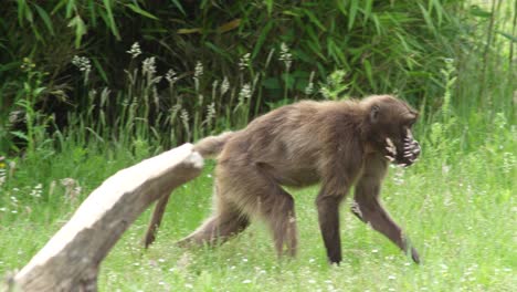 young macaque walks on all four limbs along the grassy ground chewing and looking around