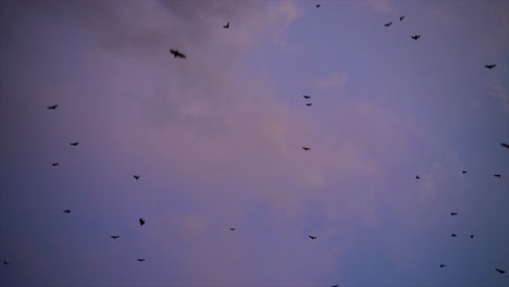 murciélagos frugívoros volando por encima al atardecer