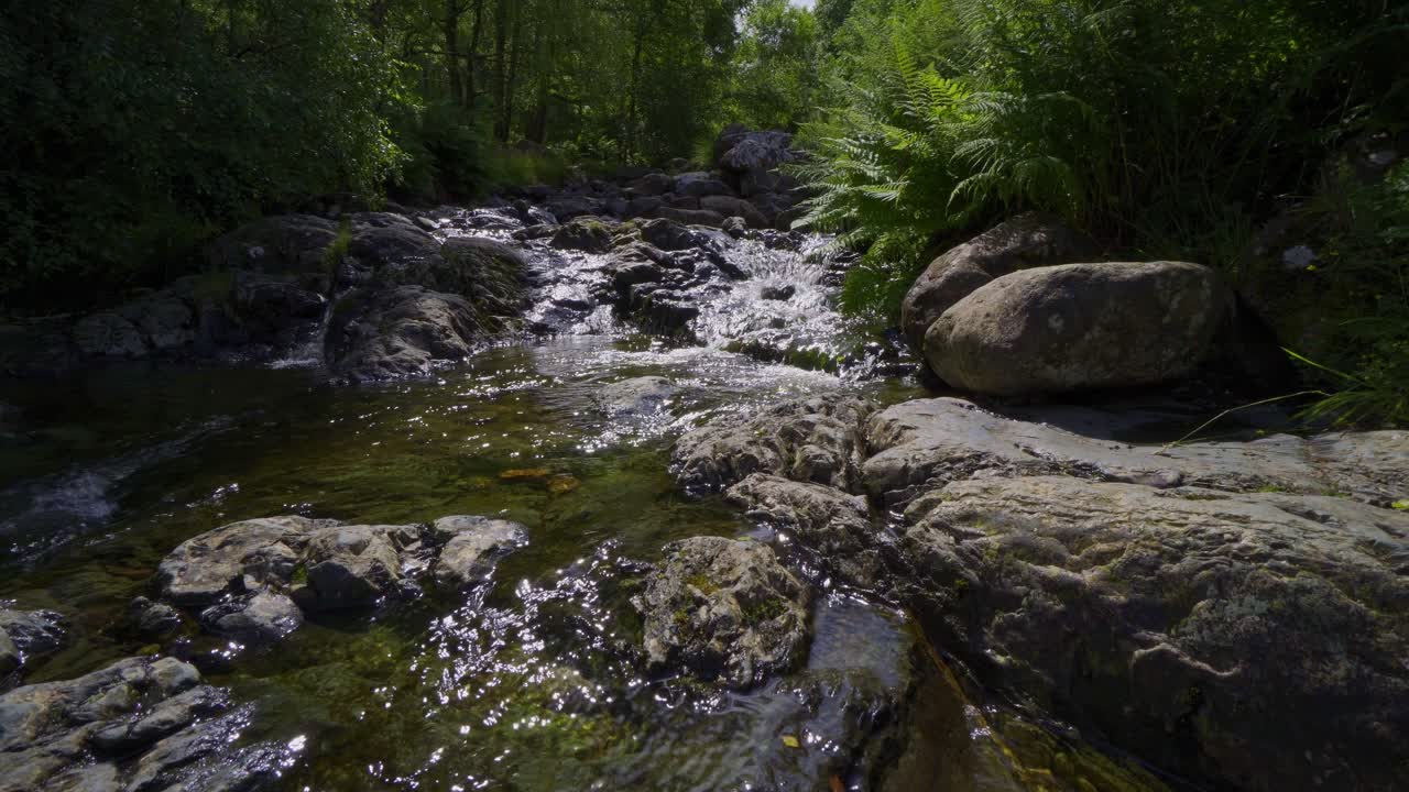 Aliran sungai hutan yang bergerak lambat dengan pakis di tepi sungai dan air mengalir di atas bebatuan