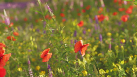 a field of wildflowers
