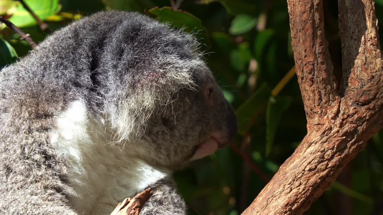 Um coala gordinho e sonolento adormecendo na forquilha da árvore, em close-up.
