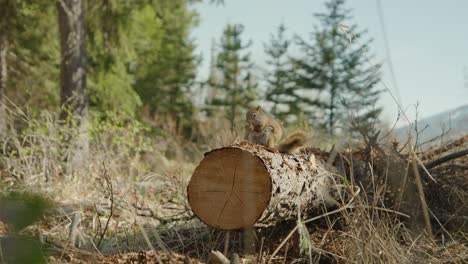 Low POV handheld shot of red squirrel eating in nature. Close up