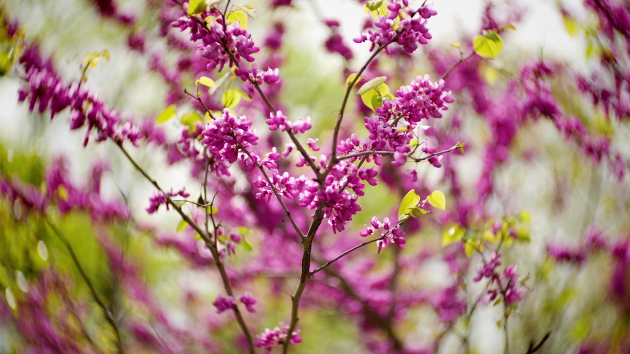 Çin Erguvanı (Cercis chinensis) çiçekleri
