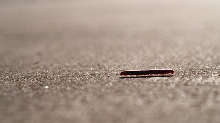 Close up a litle millipede walking on cement concrete. Millipedes are a group of arthropods that are characterised by having two pairs of jointed legs on most body segments. Millipedes are wormlike insects with numerous legs.