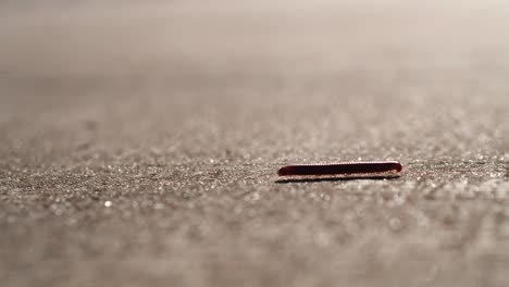 close up a litle millipede walking on cement concrete. millipedes are a group of arthropods that are characterised by having two pairs of jointed legs on most body segments. millipedes are worm­like insects with numerous legs.