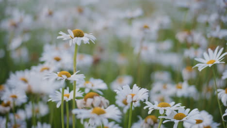 Nahaufnahme-Von-Blühenden-Weißen-Gänseblümchen-Auf-Einer-Blumenwiese