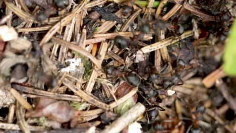 wild ant hill in the forest closeup