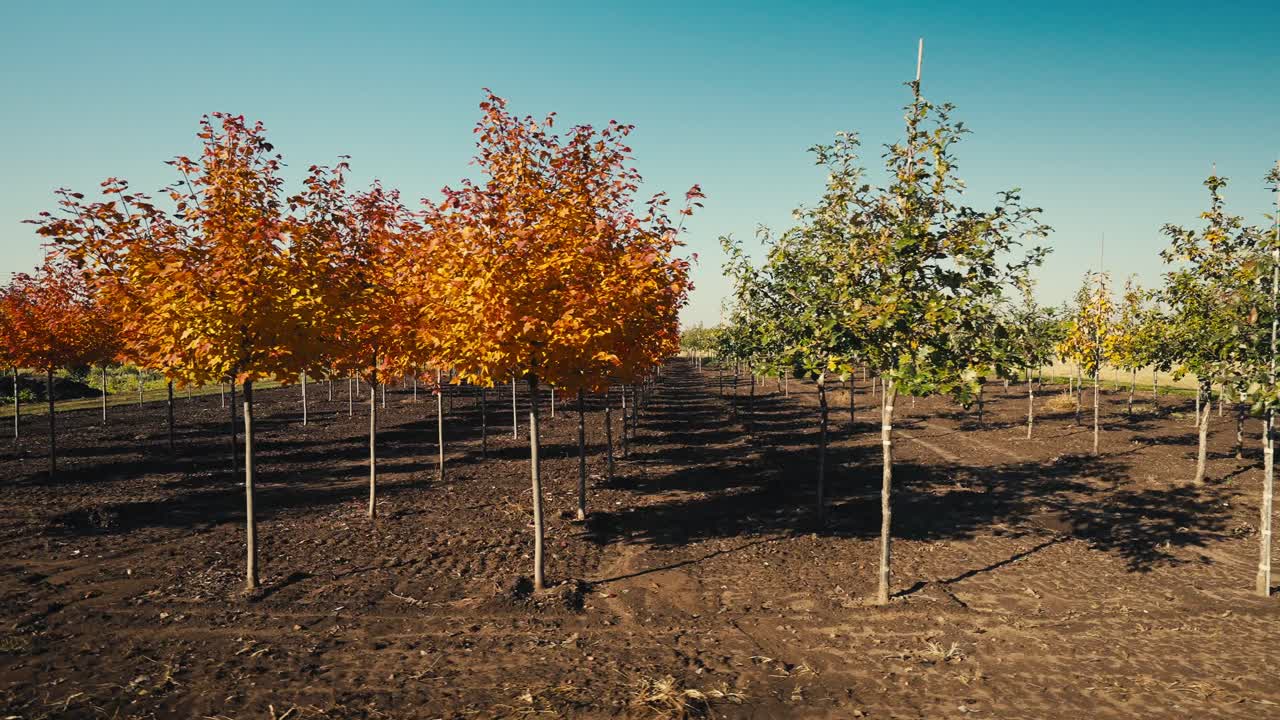 panning shot of green and colorful trees planted on a tree farm