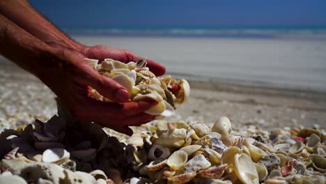 slow mo of male hands picking up and dropping pile of sea shells, close up