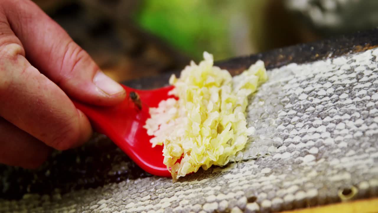 apicultor quitando la cera de las abejas de la colmena