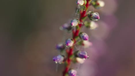 macro of blooming purple heather plant with dewdrops in a large natural field of heath