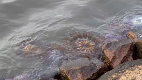 True-Jellyfishes-are-stranded-on-the-shore