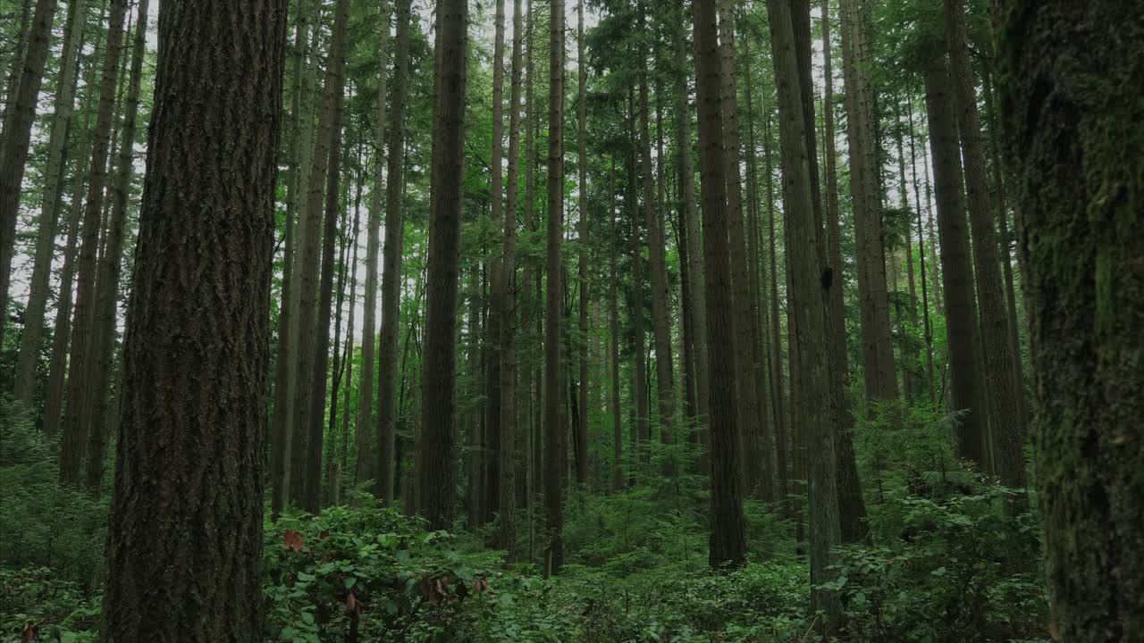 Foresta di Vancouver, Columbia Britannica