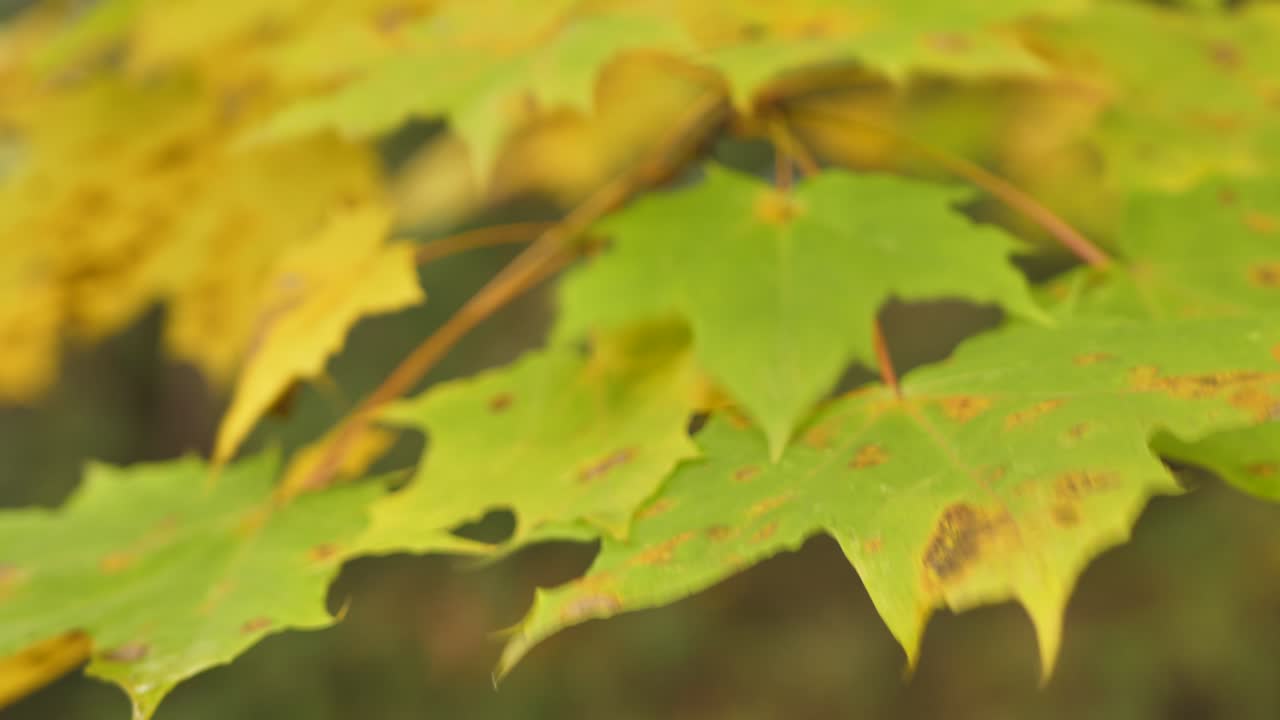 숲 한가운데 있는 나뭇가지에 노란 단풍잎