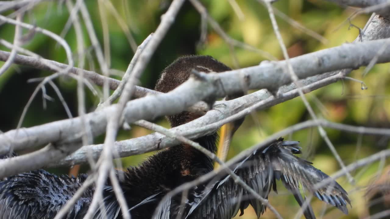 안힝가 인 폰드 mp4 4k .