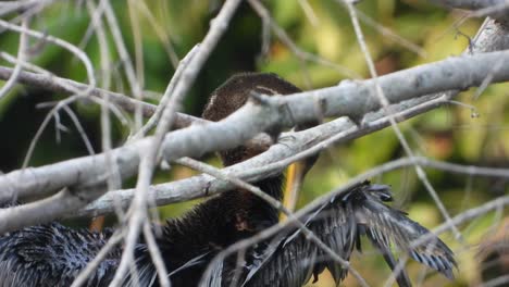 anhinga en estanque mp4 4k.