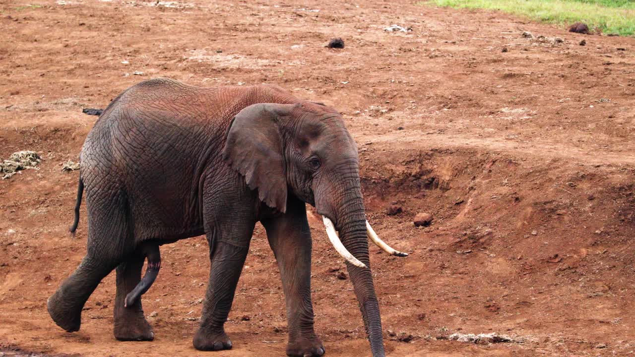 el macho de elefante de selva africano se pasea por el parque nacional de aberdare en kenya