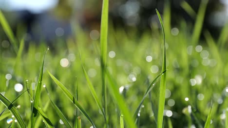 Nahaufnahme-Von-Grünem-Gras-Mit-Wassertropfen