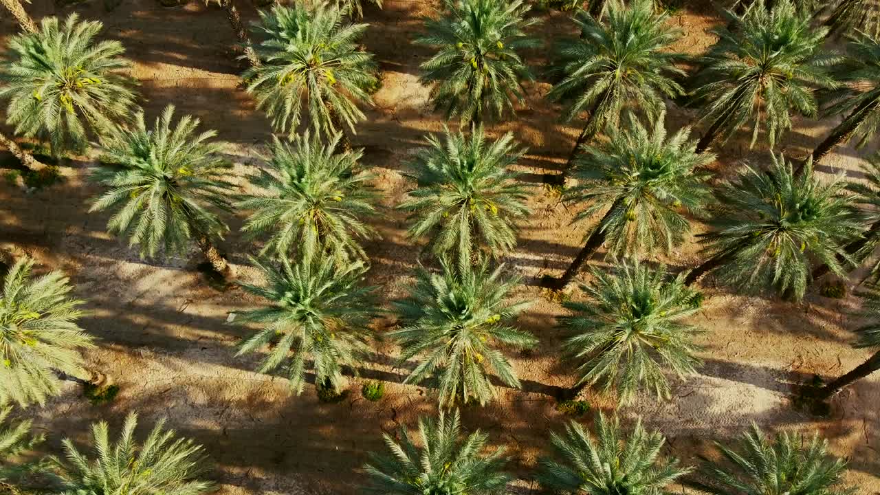 Top-down aerial view showcasing a vast farm of date palm trees in the southern Israel desert.