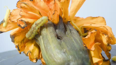 caterpillar searching food on dirty marigold