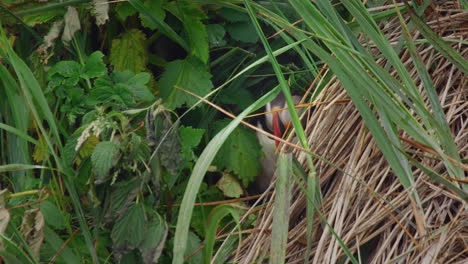 Shy-Atlantic-puffin-bird-in-close-up-hiding-in-meadow-then-fly-away