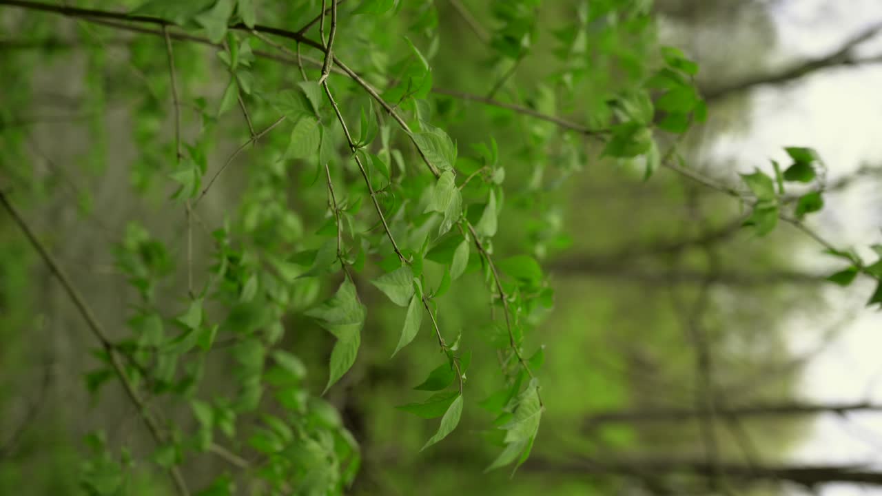 hojas verdes vívidas soplando en el viento con arroyo en el fondo