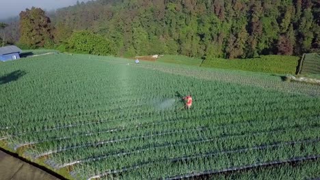 disparo de un dron en órbita de un agricultor rociando pesticidas en una plantación de hortalizas de cebolleta en indonesia