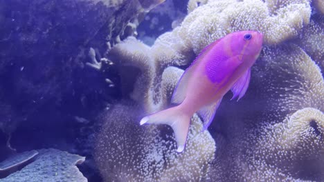 beautiful colorful variegated fish swims among corals and sea anemones