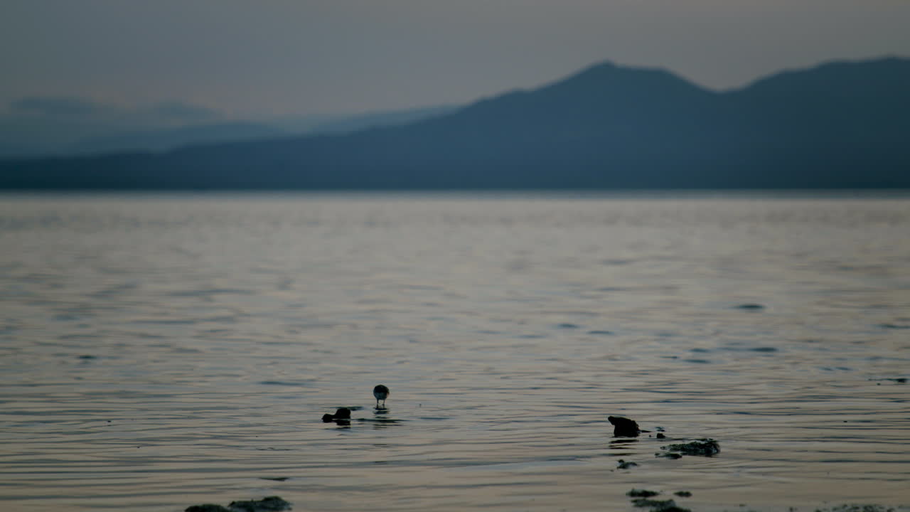 Bird on a lake with mountain backdrop