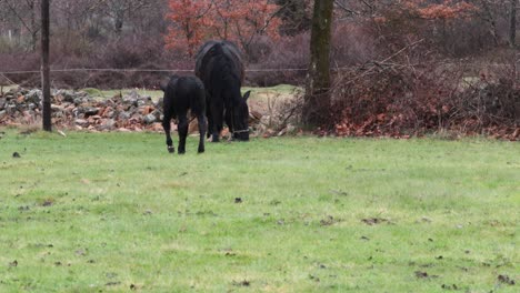 black mare and her foal on a meadow under a rainy day