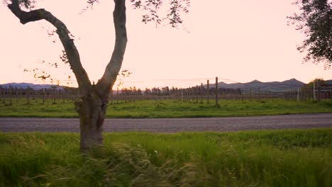 green grass and vineyard sunset with wind