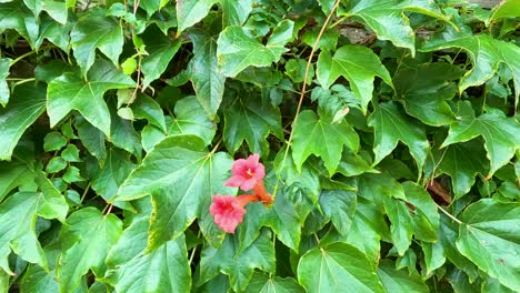 a red flower blooms amidst lush green foliage