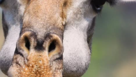 close up della giraffa sudafricana cape giraffe maestoso animale selvatico masticare e mangiare