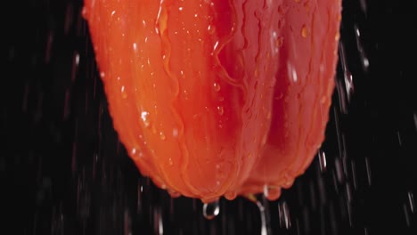 water droplets on a red bell pepper