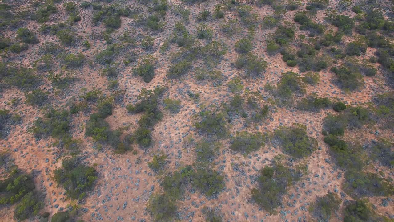 천천히 움직이는 높은 공중에서 호주 스크럽