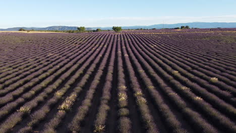 campo de lavanda de la meseta de valensole en provence, francia