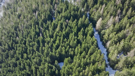 A-winding-frozen-snow-covered-river-cutting-through-a-dense,-sunlit-forest-in-the-daytime,-aerial-view