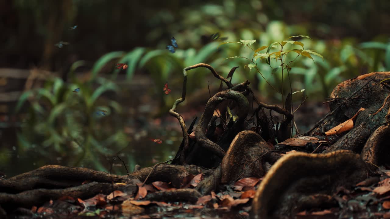 Butterflies Flying Over Pond in Dense Tropical Rainforest