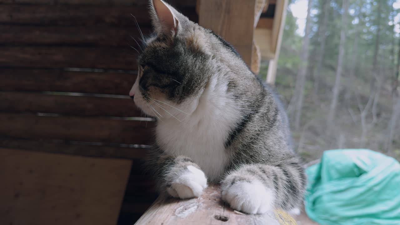 나무 오두막 의 창문 기둥 에 있는 비 고양이 가 휴식 을 하고 있다