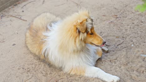 Niedlicher-Rough-Collie-Welpe,-Der-Auf-Dem-Boden-Liegt