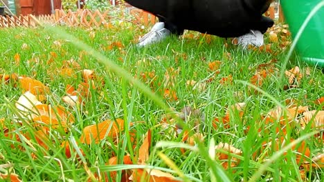 Blätter-Im-Windigen-Garten-Mit-Laubbläser-Vakuum-Entfernen