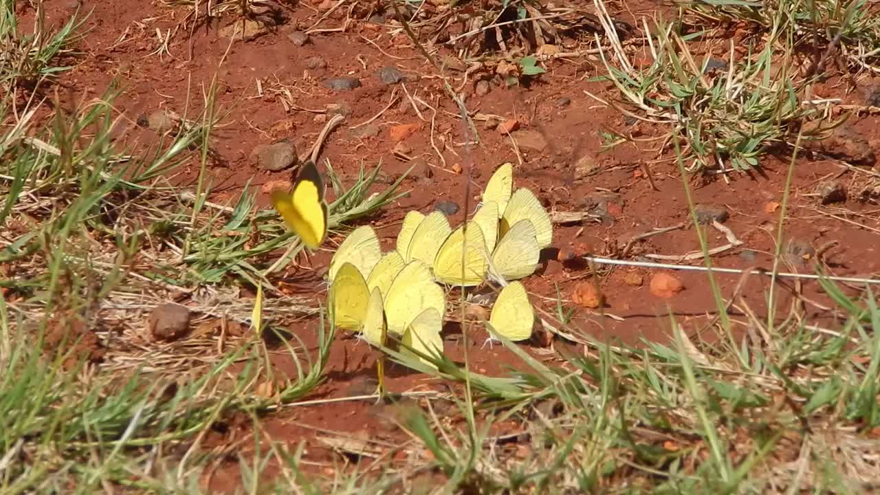 Common Grass Yellow Butterflies sitting in the ground