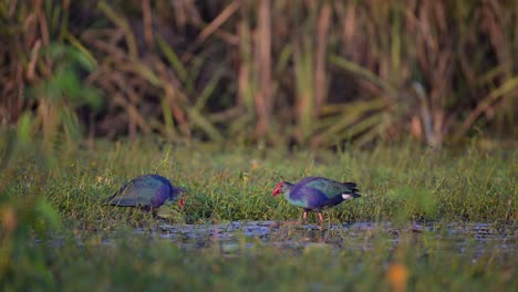 Flock-of-Grey-hooded-Swamp-hen-in-wetland