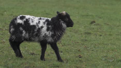 Geflecktes-Lamm-Auf-Einem-Bauernhof-Im-Hochland-Von-Irland