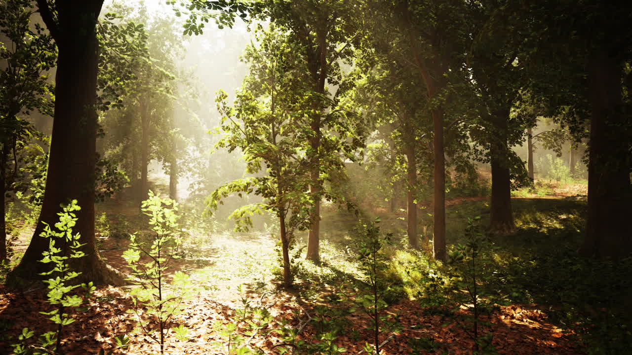 안개 숲 의 나무 들 을 통해 빛나는 빛