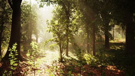 sunlight shining through the trees in a misty forest